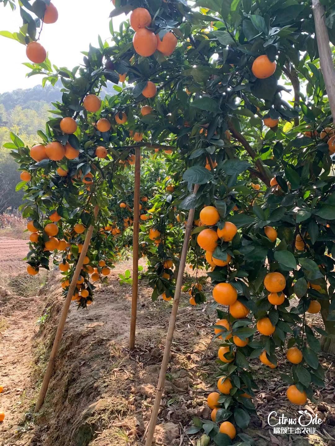 橘颂生态农业基地果园，枝头挂果