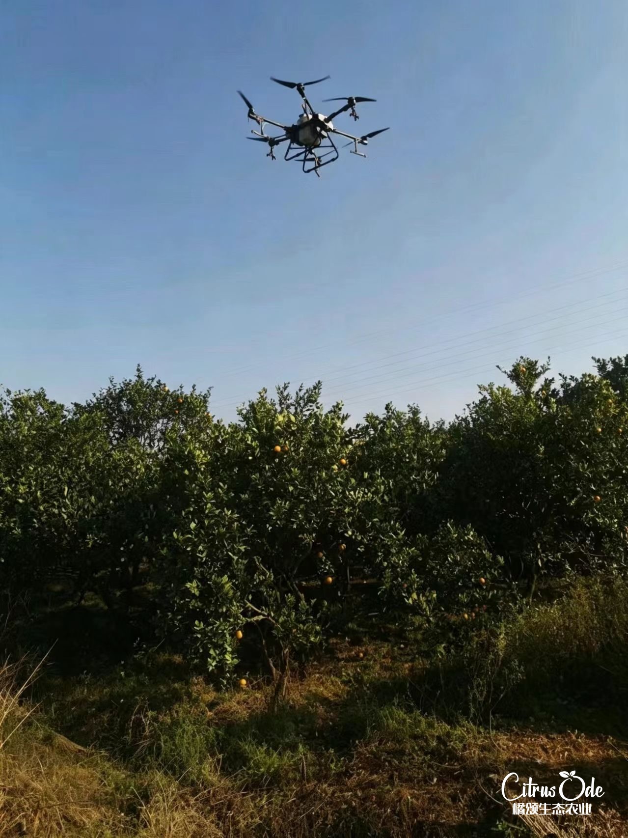 植保无人机在果园作业