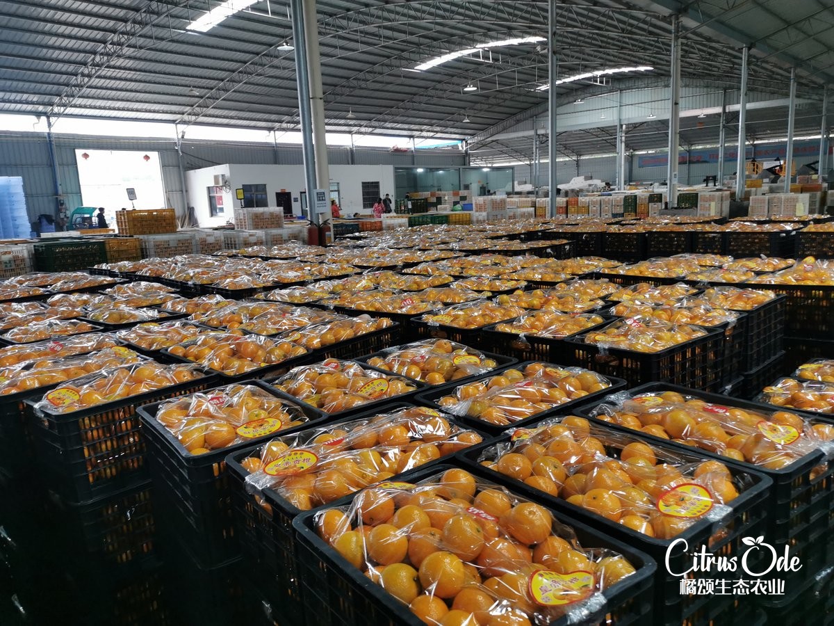新专利获授权:一种柑橘的自动化清洗分选机