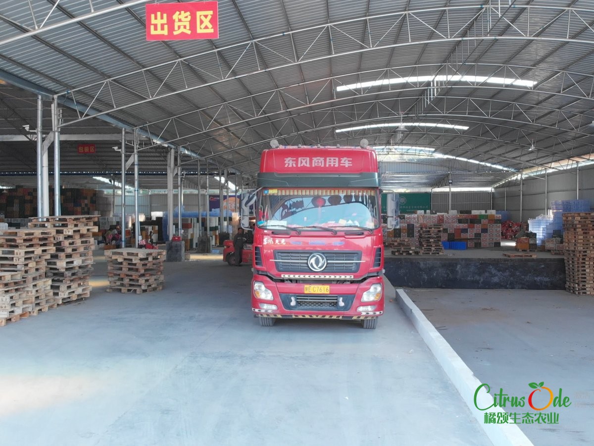 大宗柑橘供货